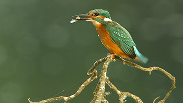 225 Eisvogel