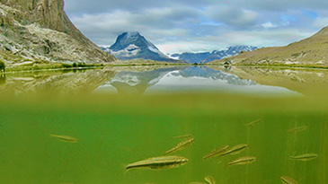 225 Fische und Matterhorn