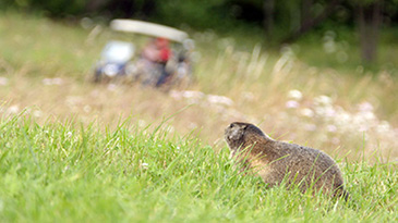 225 Murmel auf Golfplatz9 Kopie