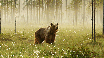 Brown Bear2