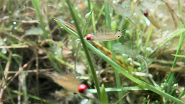 Feenkrebse