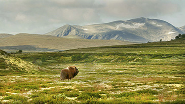 Musk ox Dovrefjell Norway